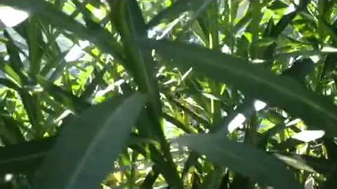 Ed Crowe phoenix AZ Edward Crowe cutting bushes  H...