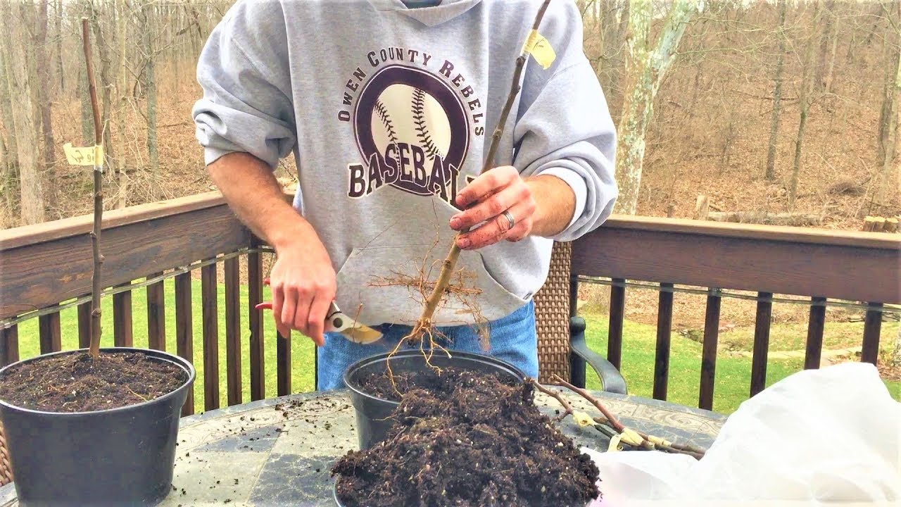 What is Tree Grafting? Why Graft? What Trees can be Grafted? - YouTube