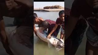Sundarban Fishing Video Fishing Video 2024