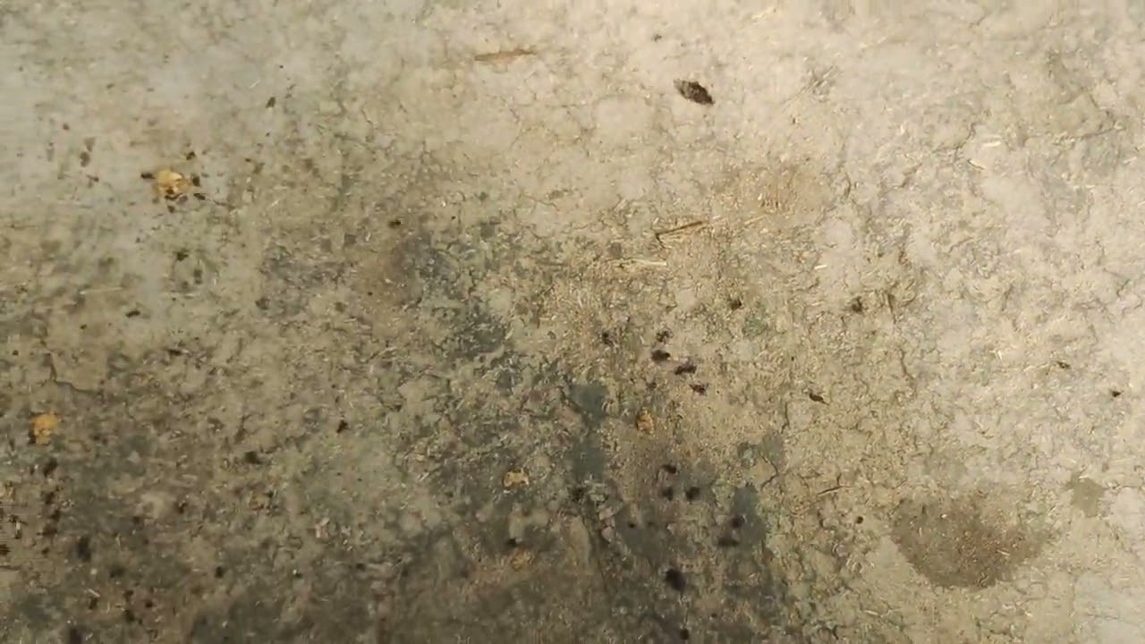 my new sleeper 😍 how is it ♥️