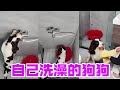 家有喜豆,真的太聪明了居然可以自己洗澡澡,简直就是犬粉天菜!
