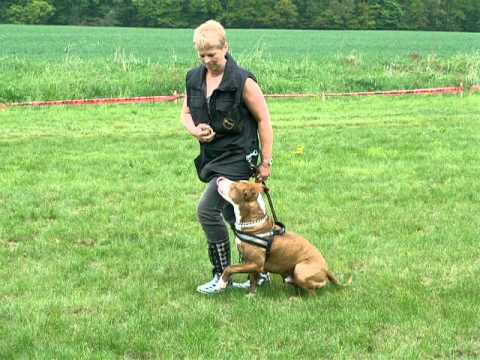 Video: Výcvik Poslušnosti Pro Psy: 4 Snadné Narážky Na Zvládnutí