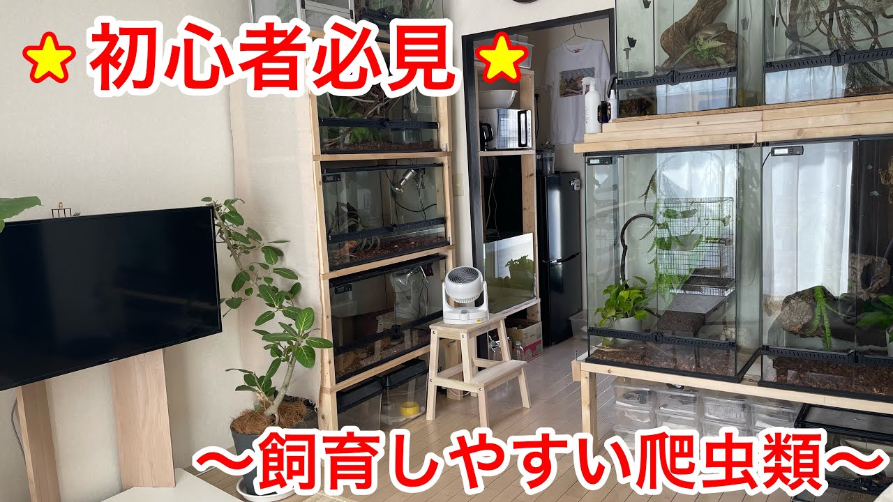 ルームツアーをしながら初心者でも飼いやすい爬虫類を紹介します