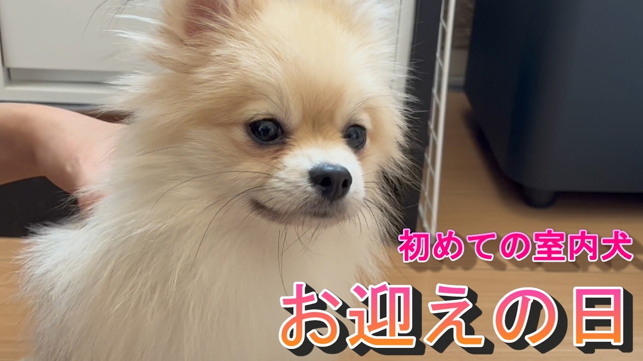 【初めての室内犬】我が家にポメラニアンがやってきた #保護犬 #保護犬を迎える