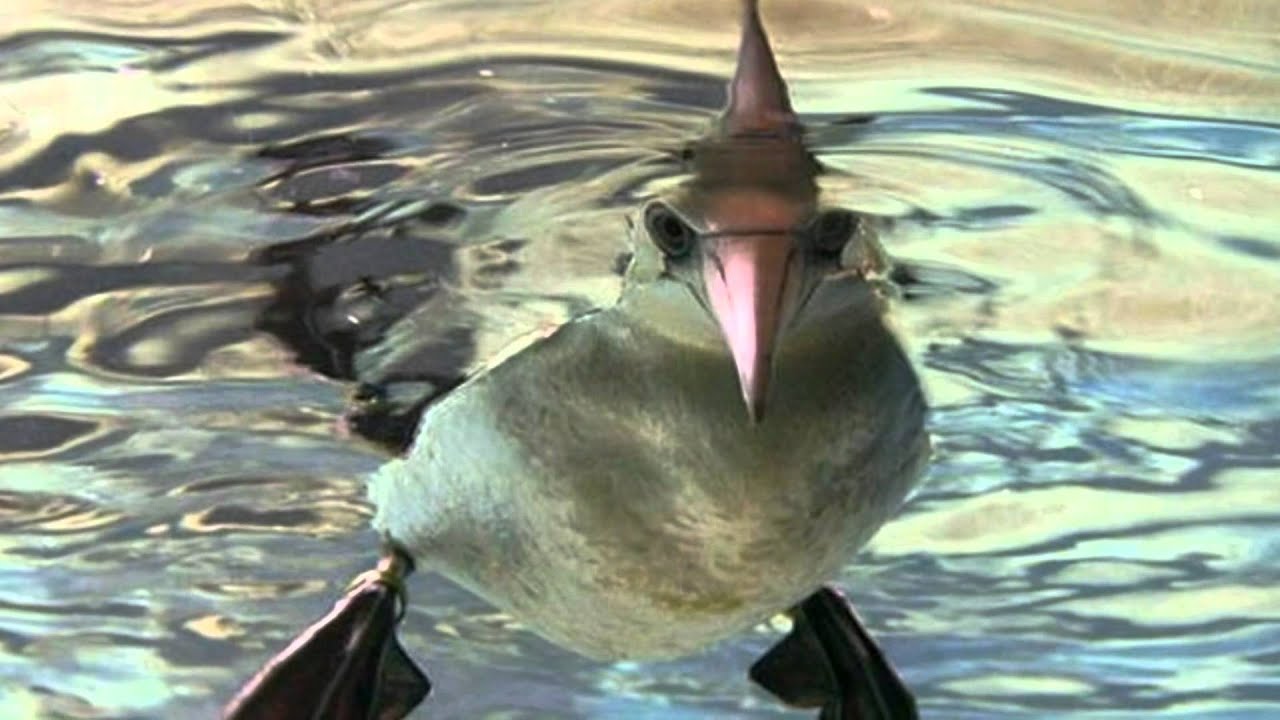 Утка нырок. Плавающие птицы. Птица ныряльщик. Птица которая ныряет под воду.