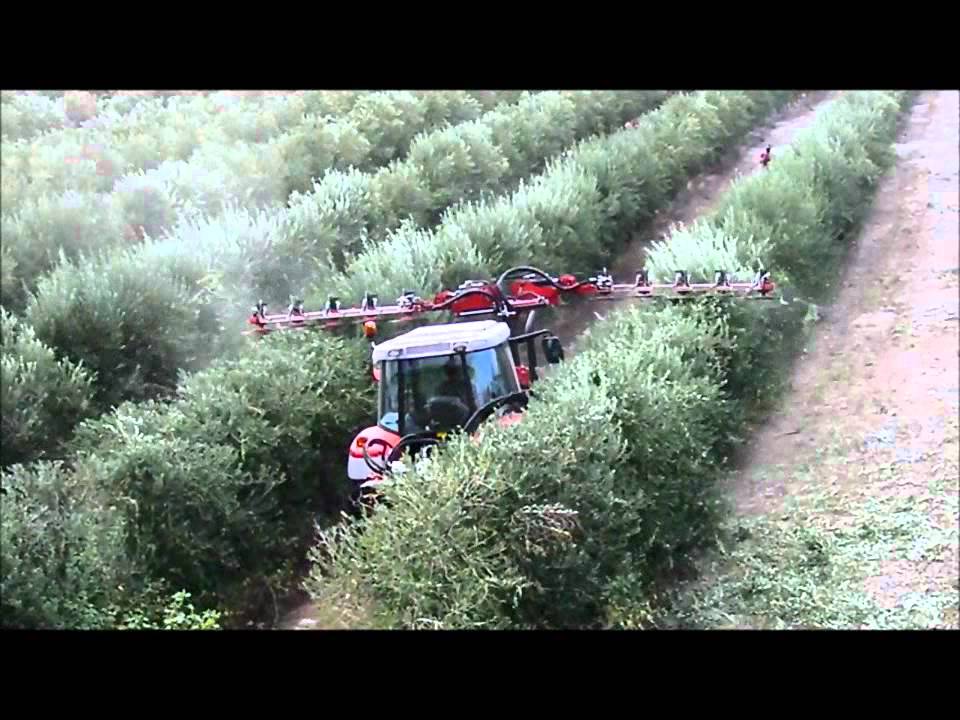 Pruning hedger orchards, olives. Double cutting /Podadora arboles, olivos. Doble barra corte.
