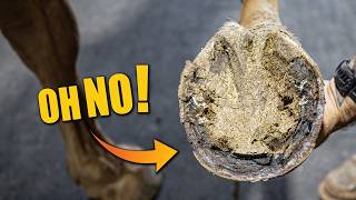 Cracked Hoof Full Restoration | FARRIER ASMR