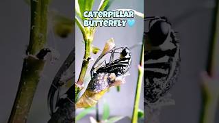 Animals that can change their shape. 😱#animals #shorts #animalfacts #wildlife #nature #facts
