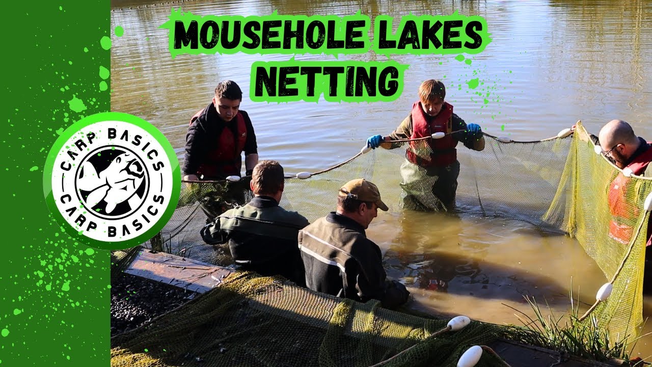 MOUSEHOLE LAKES NETTING Carp Fishing Carp Basics Kingfisher Lake 2023 YouTube