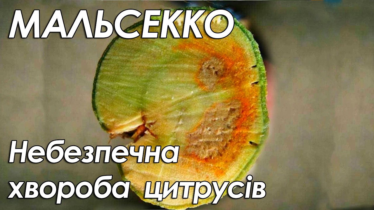 Мальсекко. Небезпечна хвороба цитрусів