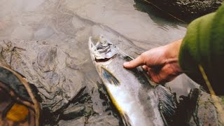 Saving a fish