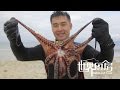 第23集：菲律宾渔民使用奇葩工具，成功诱骗了蠢萌章鱼  Octopus Catch and cook in Cebu, Philippines