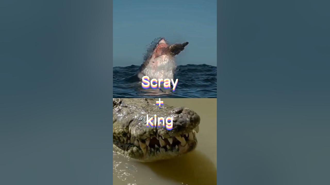 great white shark vs Saltwater crocodile - YouTube