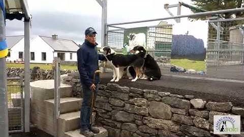 Intro to Caherconnell Border Collies