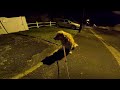 Golden Retriever Dog &#39;&#39;FIDJI&#39;&#39; (2010) - 4K POV Drive