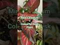 🪴 Why Mini Caladium is the Perfect Colourful Tabletop Plant | Desk Decor Plant with Stunning Foliage