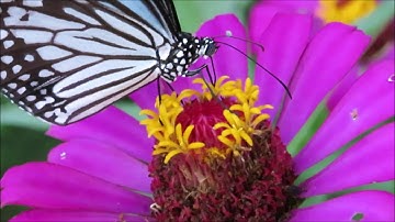 Butterflies drink nectar from flowers using proboscis