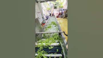 Máy rửa sục khí: Rửa và khử trùng nông sản của Tech Garden. Lh 0935911775 Trần Trinh.
