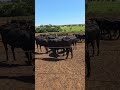 Uma carne de qualidade começa com um confinamento perfeito.