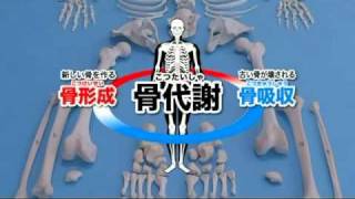 資料篇～人体のふしぎ～(3)骨格