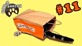 🐾😺 КОТиК ДИКСОН Атакует КОРОБКИ И ПАКЕТЫ! Смешные кошки 🐾😺 КОТиК ДИКСОН Атакует КОРОБКИ И ПАКЕТЫ! Смешные кошки