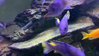 Red Tail Shark with Cichlids