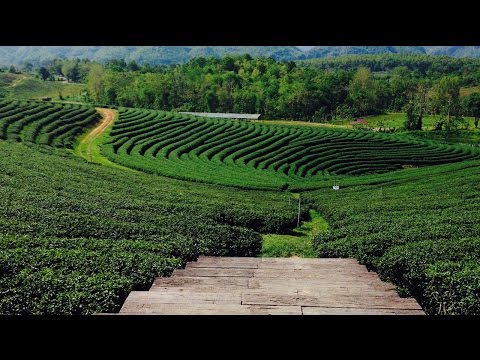 Choui Fong tea plantation, Chiang Rai, Thailand