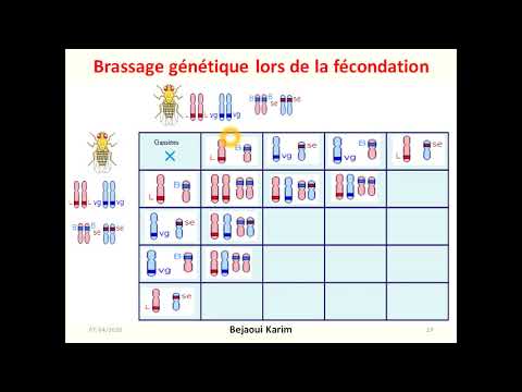 3sc meiose et brassage génètique 5 eme partie