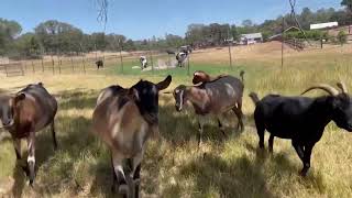 Goats receive a little help for their afternoon snack by AnimalPlace 255 views 1 year ago 1 minute, 7 seconds