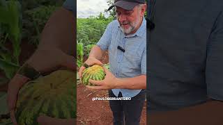 Mini melancia na roça #sitio #melancia #agro #fruta #roça