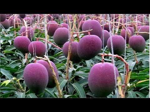 World's Most Expensive Mango - Awesome Japan Agriculture Technology