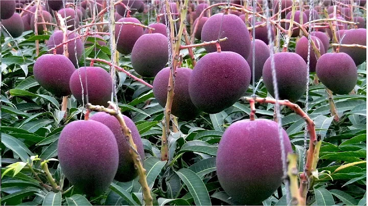 World's Most Expensive Mango - Awesome Japan Agriculture Technology Farm