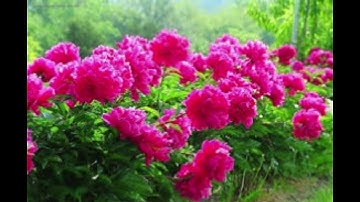 سورة اعلى بصوت القارئ احمد العجمي|Surat al - Quran reader Ahmed Ajami