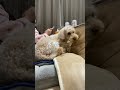 ママはいいけどパパはヤダ