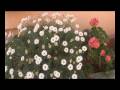 Green Requiem Joe Hisaishi
