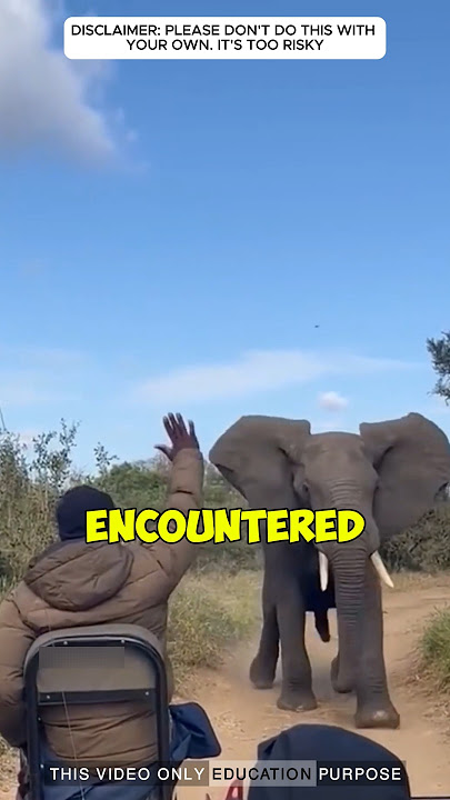 He stopped the angry elephant charging toward them: #animals #elephant #viralvideo