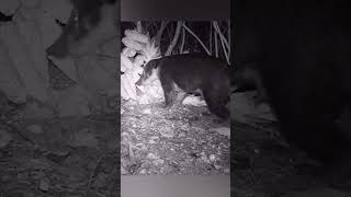 Punaréquati Çadadejavali Ça Çador