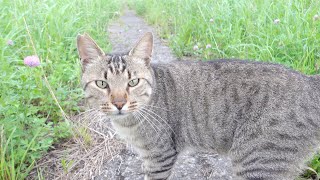 夕方、土手で遊んでいた猫達が茂みの中へ帰って行く