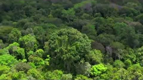 Amazon: The lungs of our planet by BBC