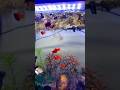 Blood worms feeding platy and corydoras catfish | Aquarium food | live plants fish tank #corydoras