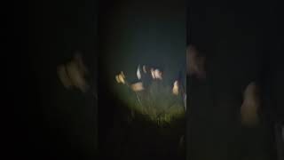 Плотина бобра (видео от 21.10.2025)