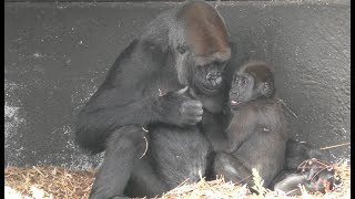 Many kisses for Gorilla boy Moos in Safaripark Beekse Bergen