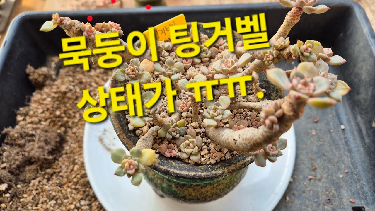 팅거벨다육이 분갈이 시기 놓쳐서 분갈이해요