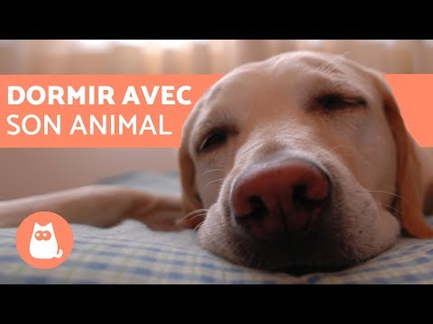 Vidéo: Est-il Sécuritaire De Dormir Avec Votre Animal De Compagnie ?
