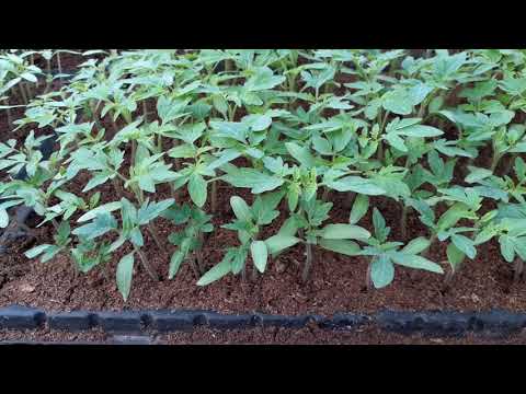 Video: Tomate în Creștere: Pregătirea De Sere, Sol și Răsaduri