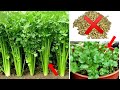 बिना बीज के 2 दिन में हरा धनिया उगाये कबाड़ के डब्बे में |Grow coriander without seeds in 2-4 days