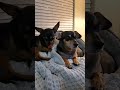 2022 RC Vlog EP00 Toby &amp; Ace Chilling on Couch, 12/17/2022
