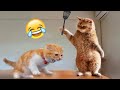 Funniest cats and dogs 2024  new funny animals  part 10