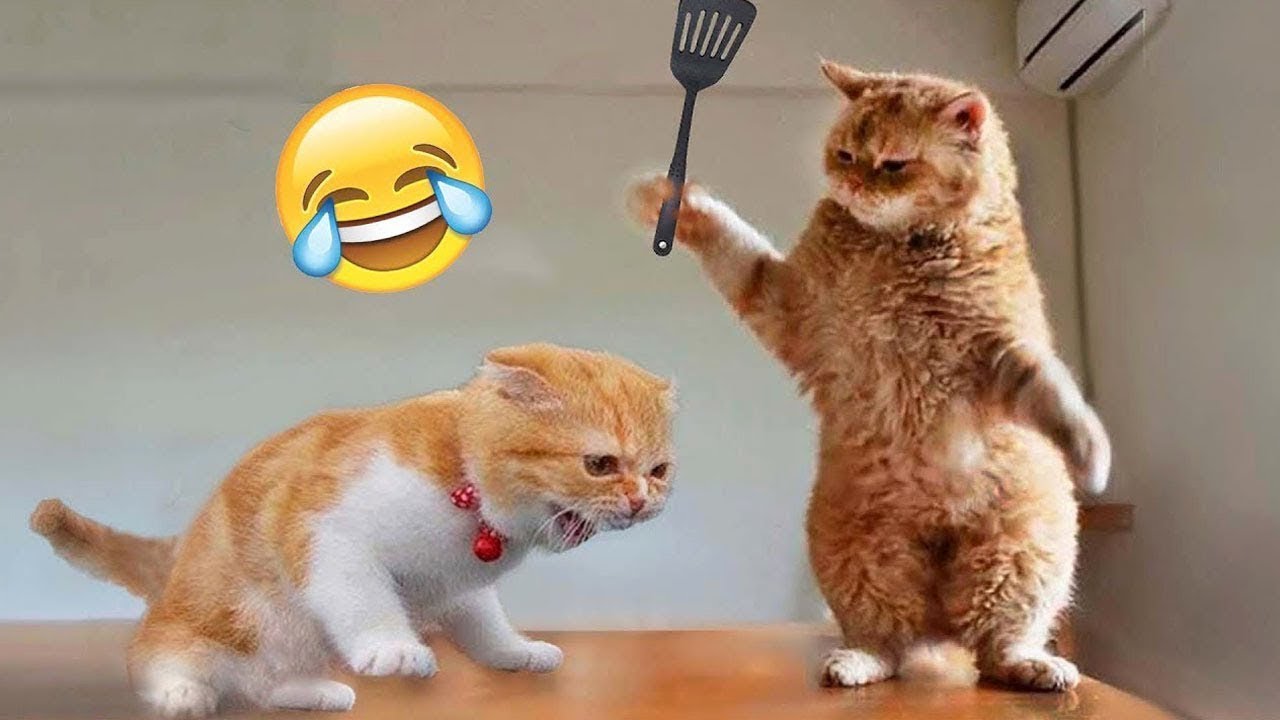 ⁣Funniest Cats and Dogs 2024 😹🐶 New Funny Animals Video 😍 Part 10