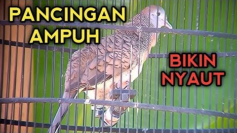 PANCINGAN PERKUTUT BANGKOK AGAR BUNYI CEPAT NYAUT & BIKIN PERKUTUT BANGKOK GACOR